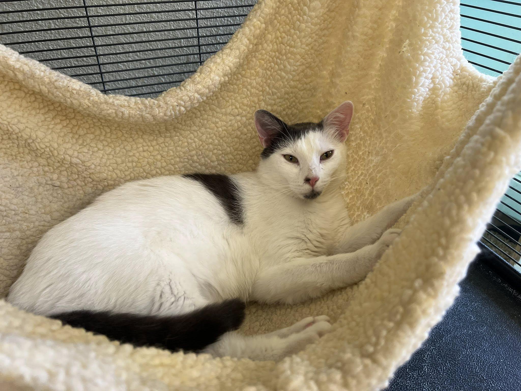 Patches, a Adoptable Domestic Short Hair image 3/5