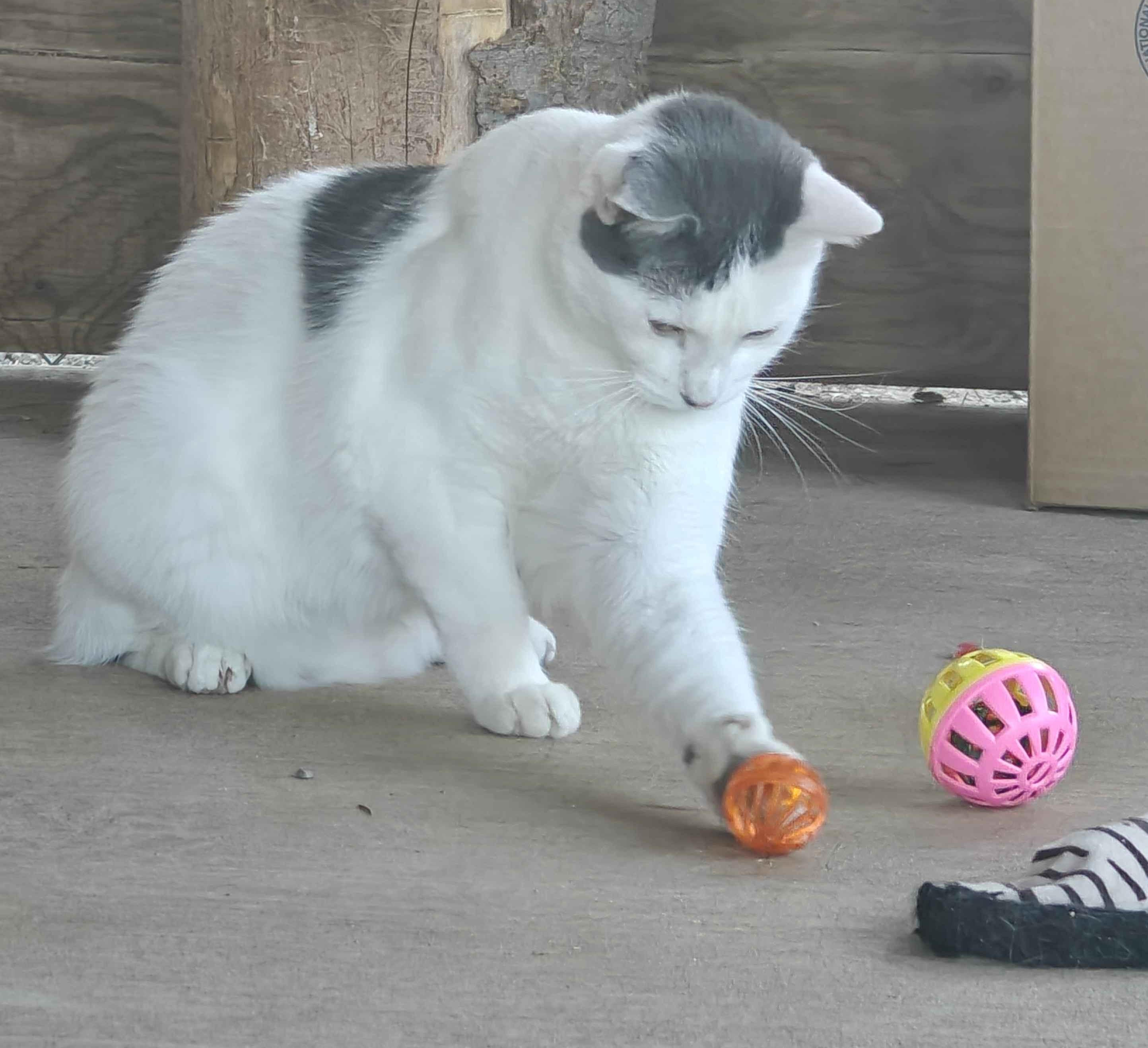 Patches, a Adoptable Domestic Short Hair image 1/5