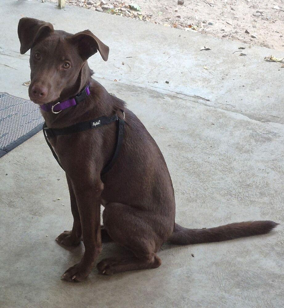 Dobbins / Carmella, Adoptable, Adult Female Labrador Retriever.