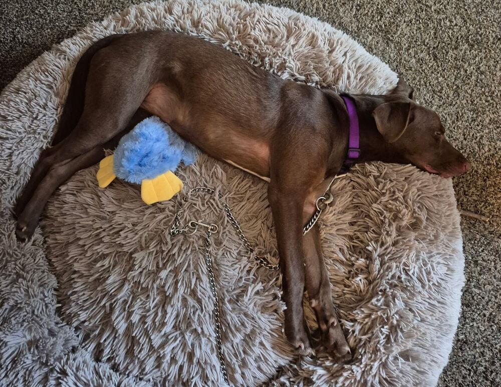 Enlarge Dobbins / Carmella, a Adoptable mixed breed in Broomfield, CO image 2/6