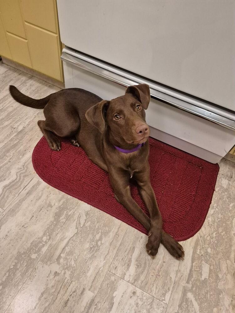 Enlarge Dobbins / Carmella, a Adoptable mixed breed in Broomfield, CO image 3/6