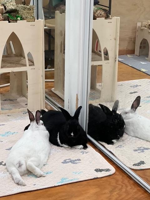 Enlarge Trix & Graham, an adoptable Californian in Philadelphia, PA image 2/4