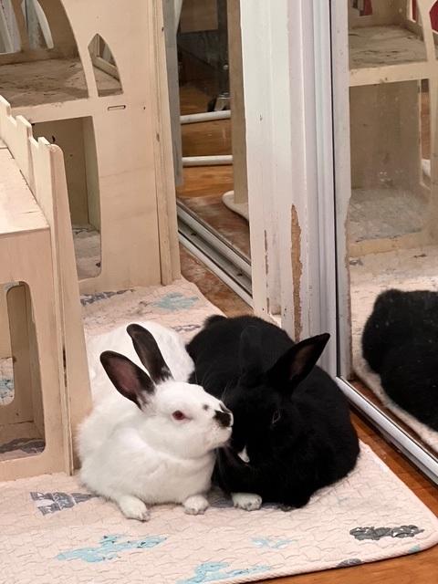 Enlarge Trix & Graham, an adoptable Californian in Philadelphia, PA image 3/4