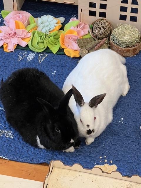 Enlarge Trix & Graham, an adoptable Californian in Philadelphia, PA image 1/4