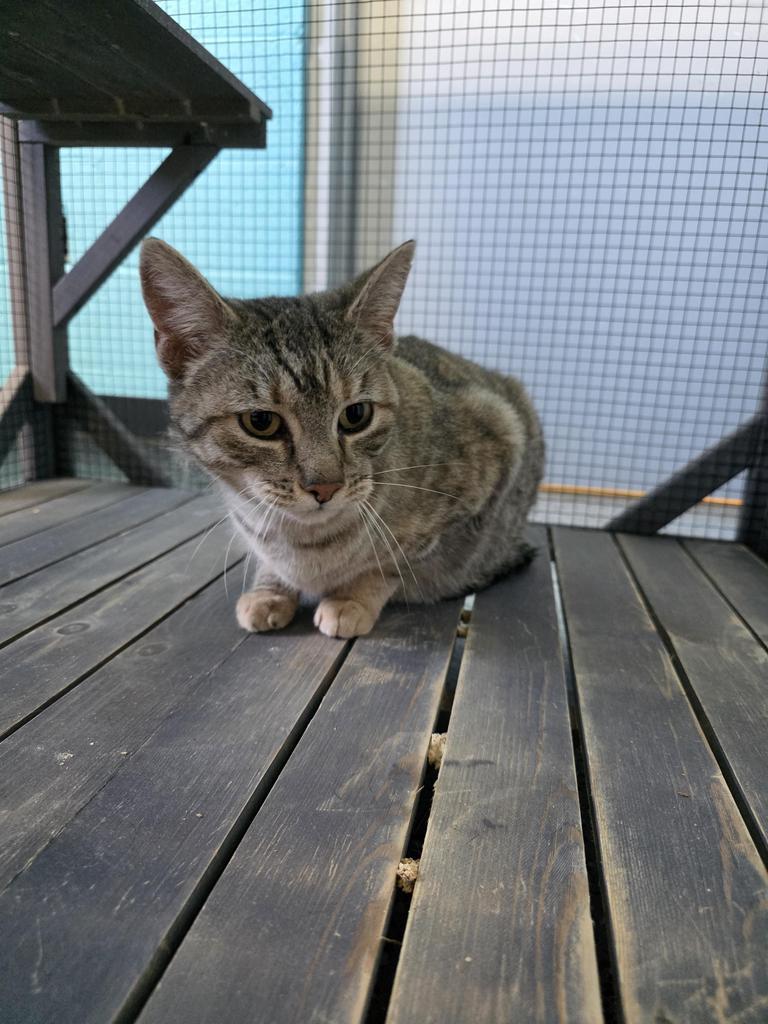 Enlarge momma cat, a Adoptable mixed breed in Holbrook, AZ image 1/1