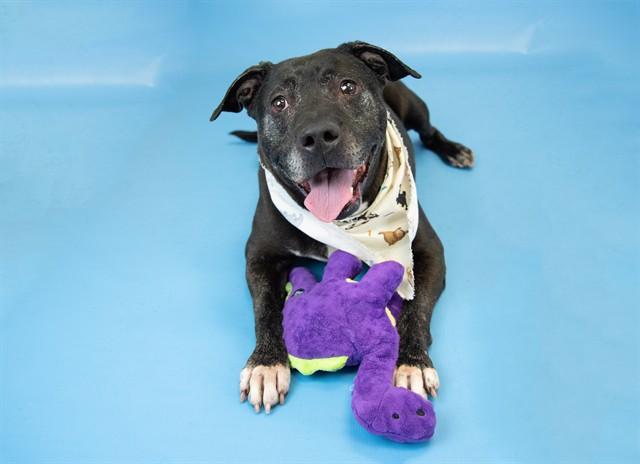 BAYLEE, Adoptable, Adult Female Pit Bull Terrier & Mixed Breed.