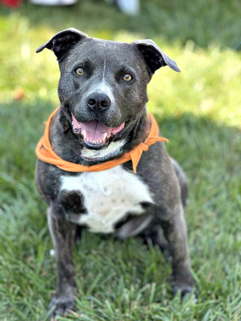 Jasmine, a Adoptable Pit Bull Terrier in Spring Lake, NJ image 1/3