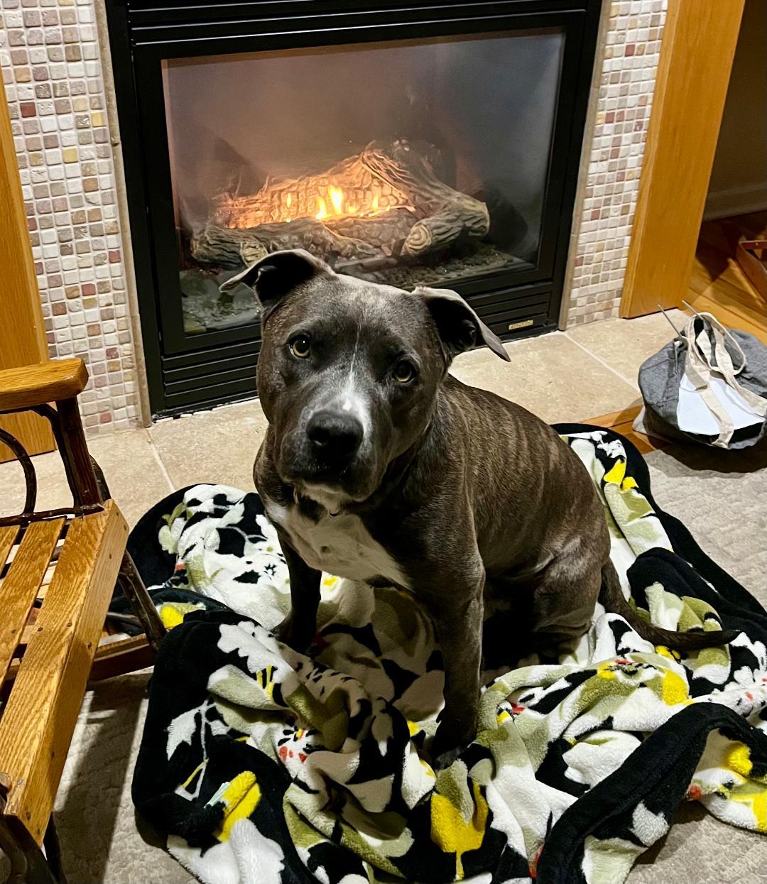 Jasmine, a Adoptable Pit Bull Terrier in Spring Lake, NJ image 2/3