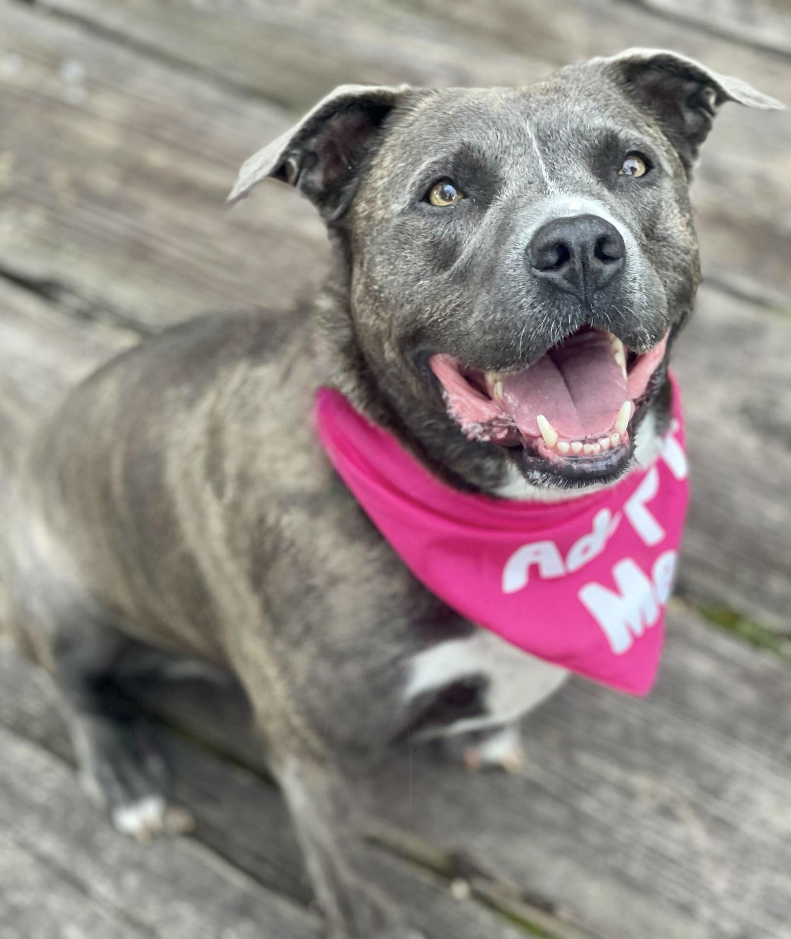 Jasmine, a Adoptable Pit Bull Terrier in Spring Lake, NJ image 3/3
