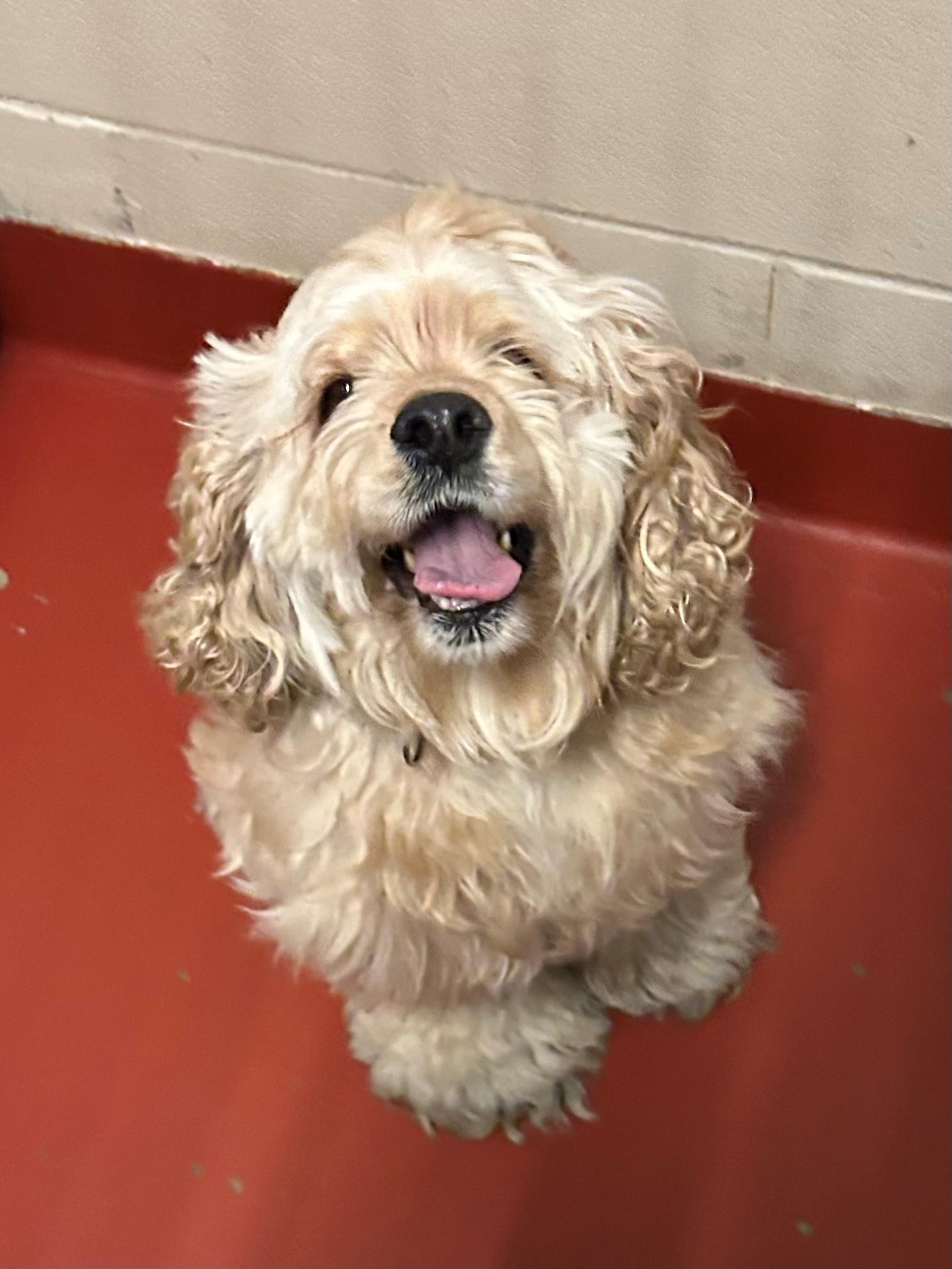 Enlarge Lady, an adopted Cocker Spaniel in Mason City, IA image 1/1