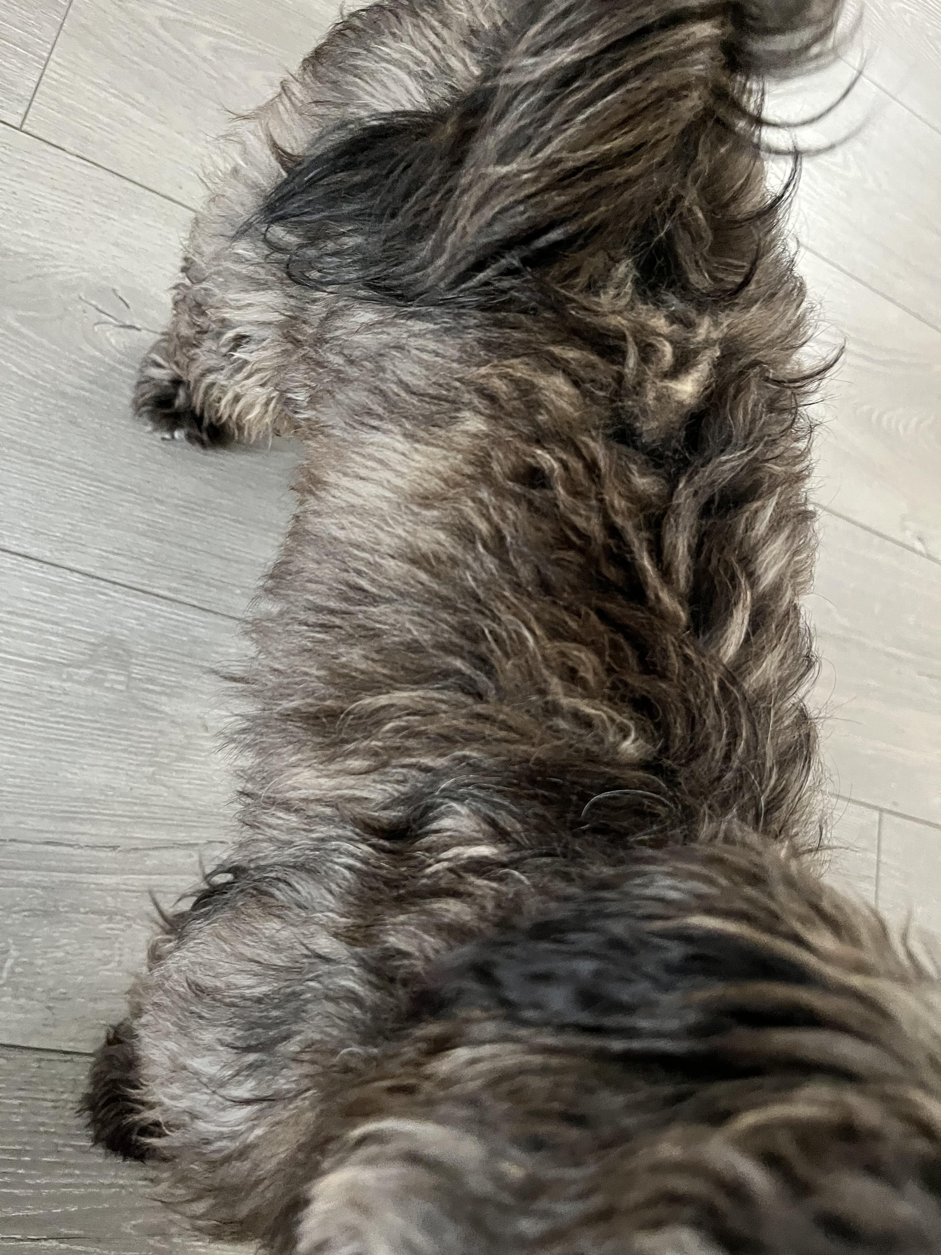 Sunny, a ADOPTABLE mixed breed in Richmond, BC image 3/3