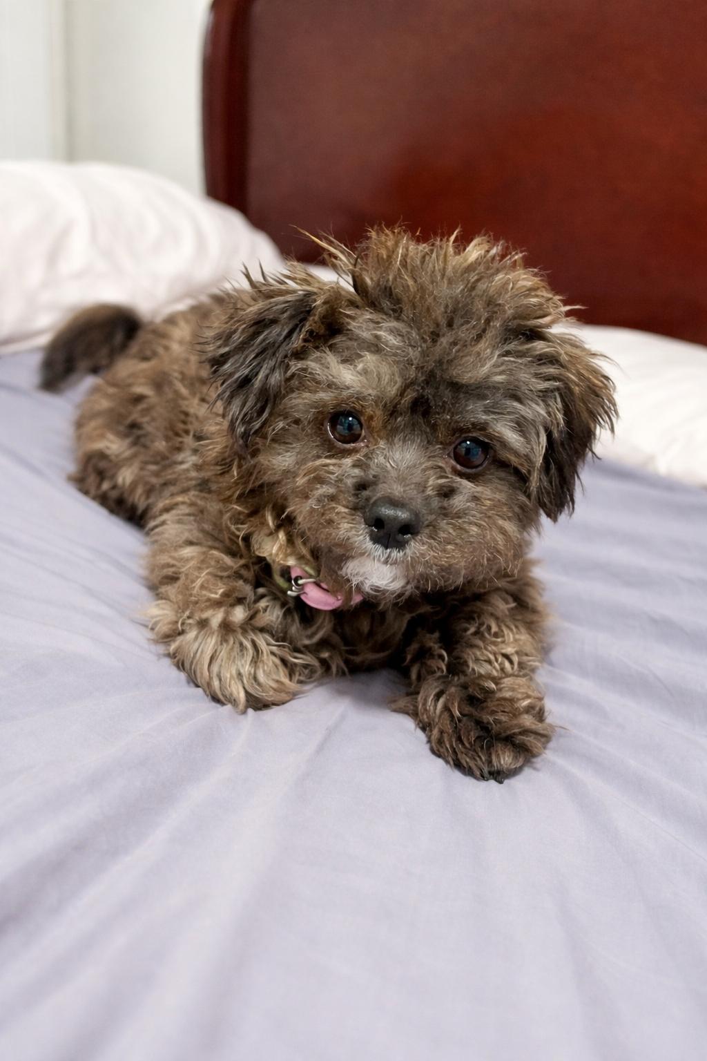 Sunny, a ADOPTABLE mixed breed in Richmond, BC image 1/3