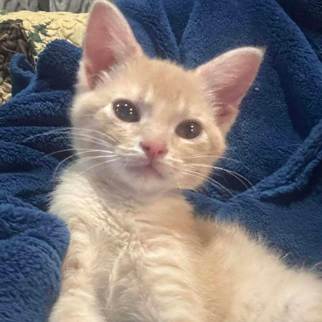 Enlarge Honey, a Adoptable Domestic Short Hair in Newport, TN image 1/2