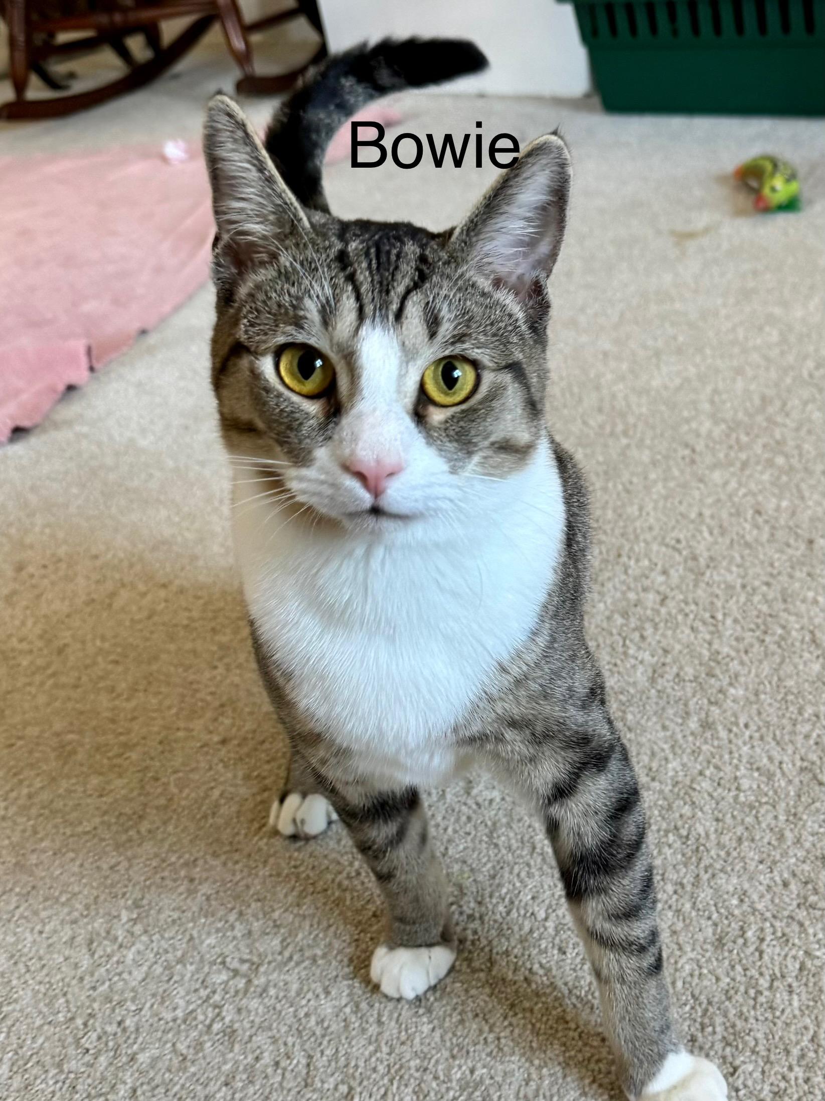Enlarge BOWIE, an adopted Domestic Short Hair in Wilmington, NC image 2/5