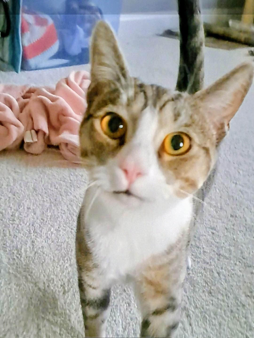 Enlarge BOWIE, an adopted Domestic Short Hair in Wilmington, NC image 1/5