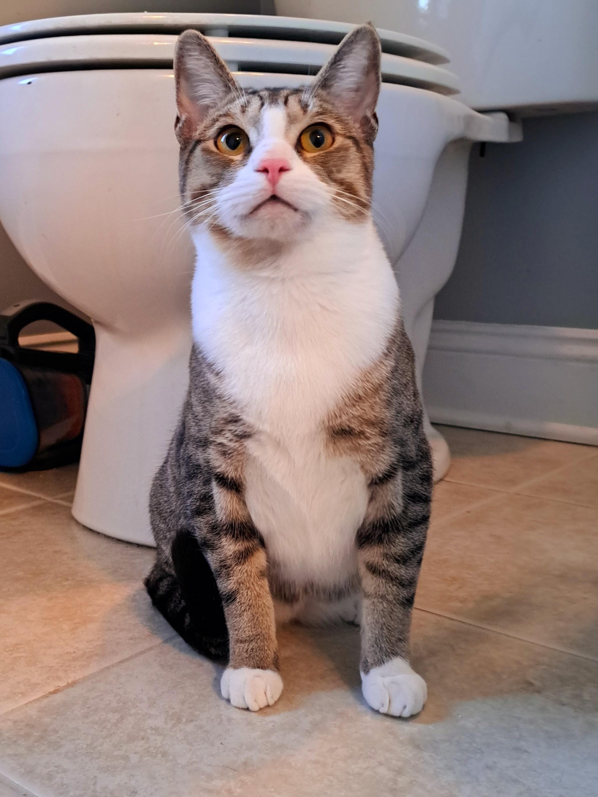 Enlarge BOWIE, an adopted Domestic Short Hair in Wilmington, NC image 3/5