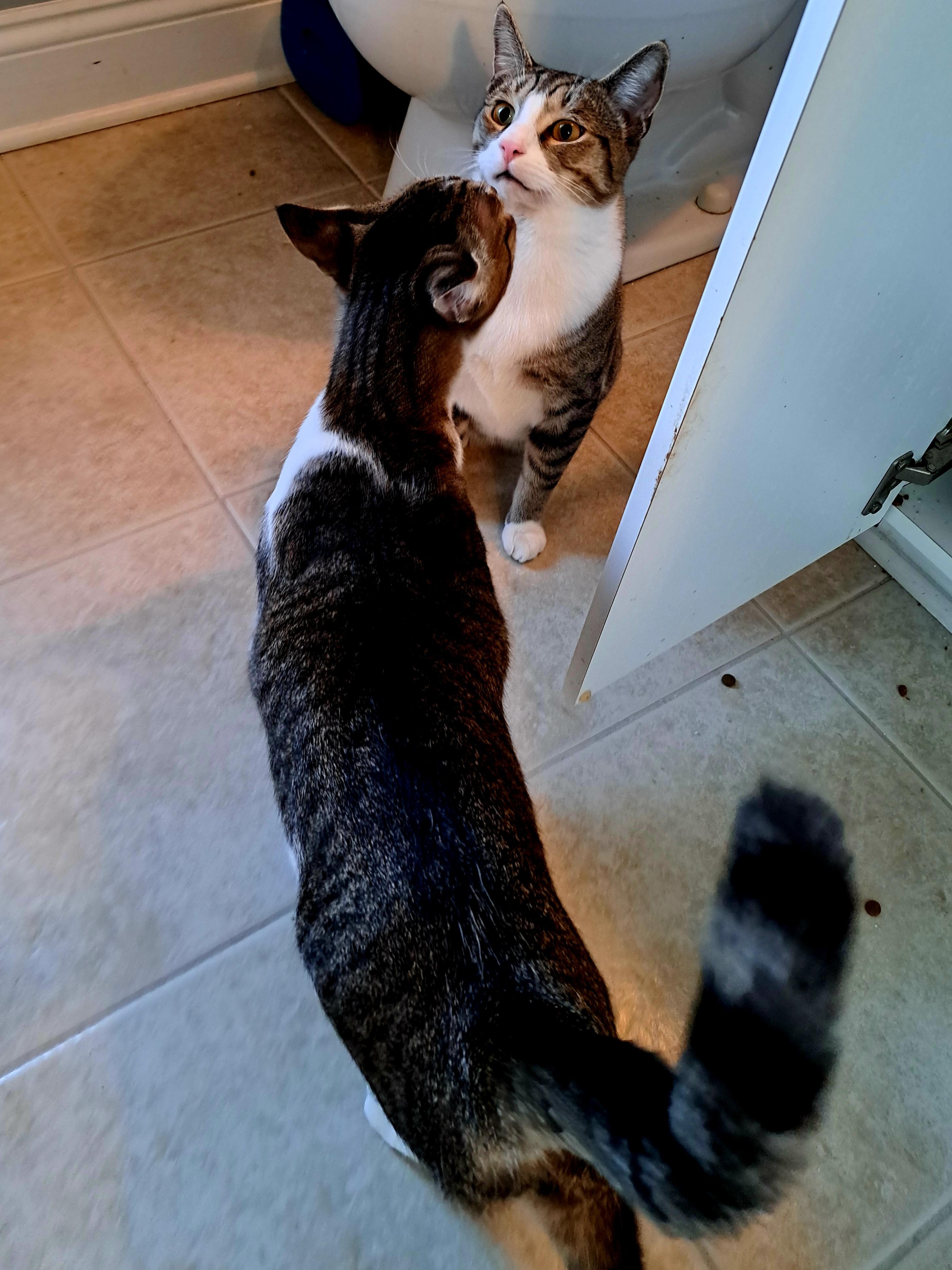 Enlarge BOWIE, an adopted Domestic Short Hair in Wilmington, NC image 4/5