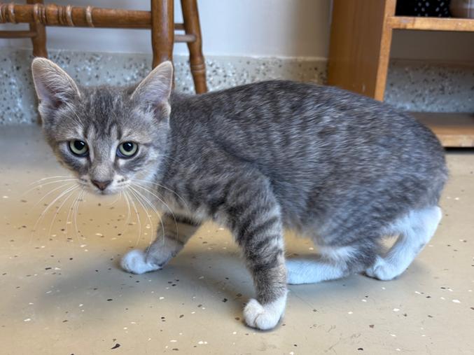 Ghost, an adoptable Tabby in Little Falls, MN, 56345 | Photo Image 1