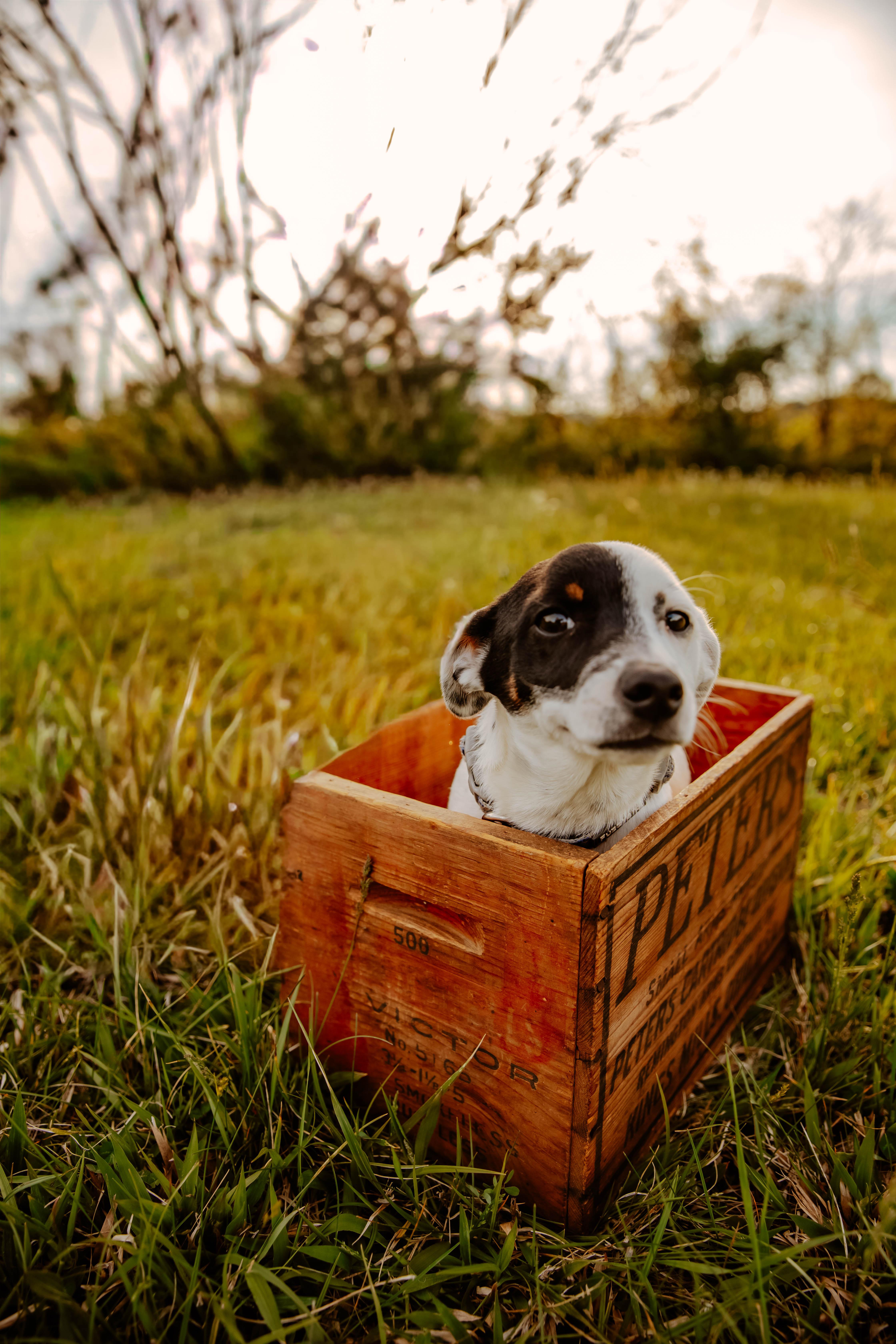 Enlarge Beans, a ADOPTABLE mixed breed in Dowelltown, TN image 3/3