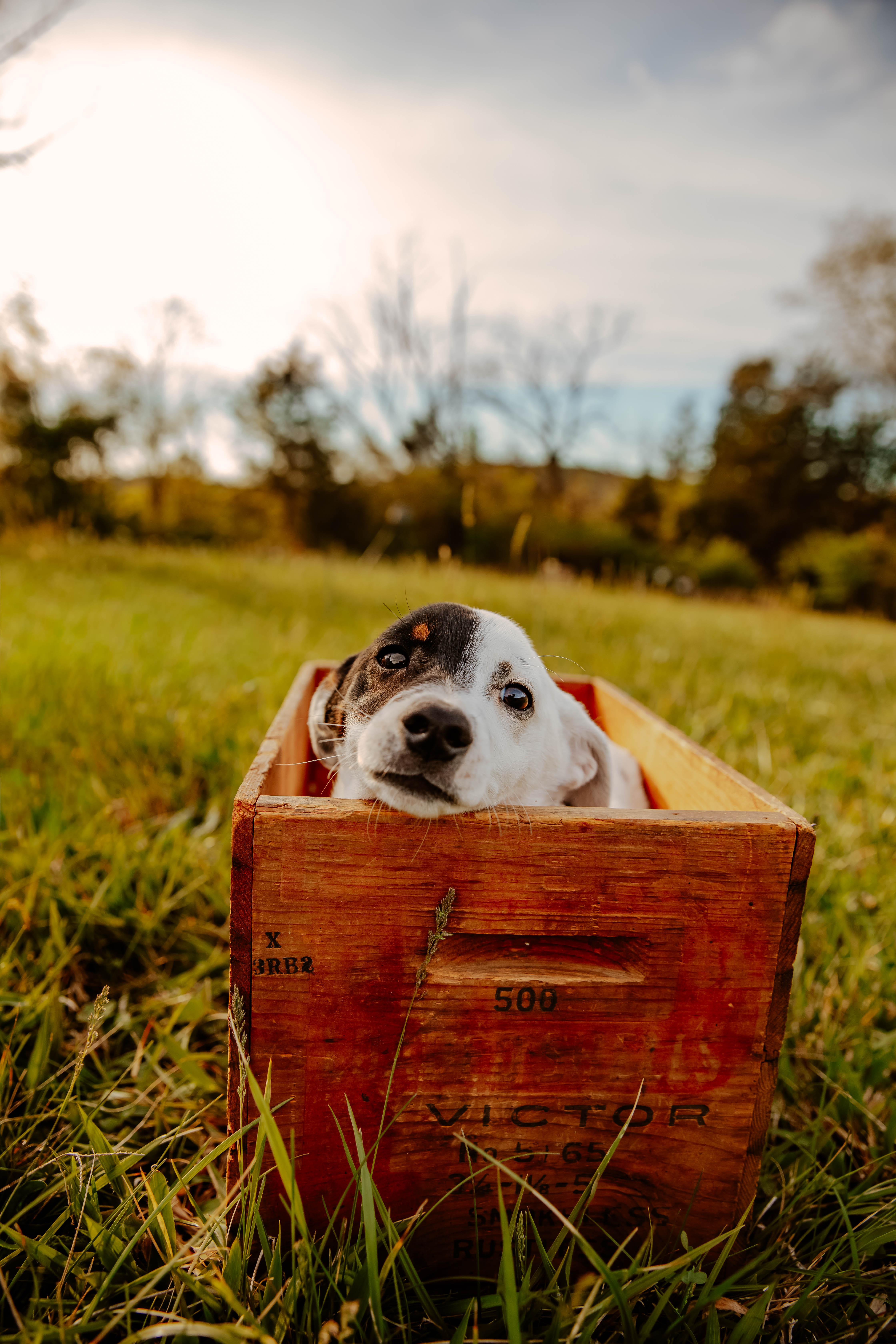 Beans, ADOPTABLE, Puppy Male Jack Russell Terrier & Dachshund.