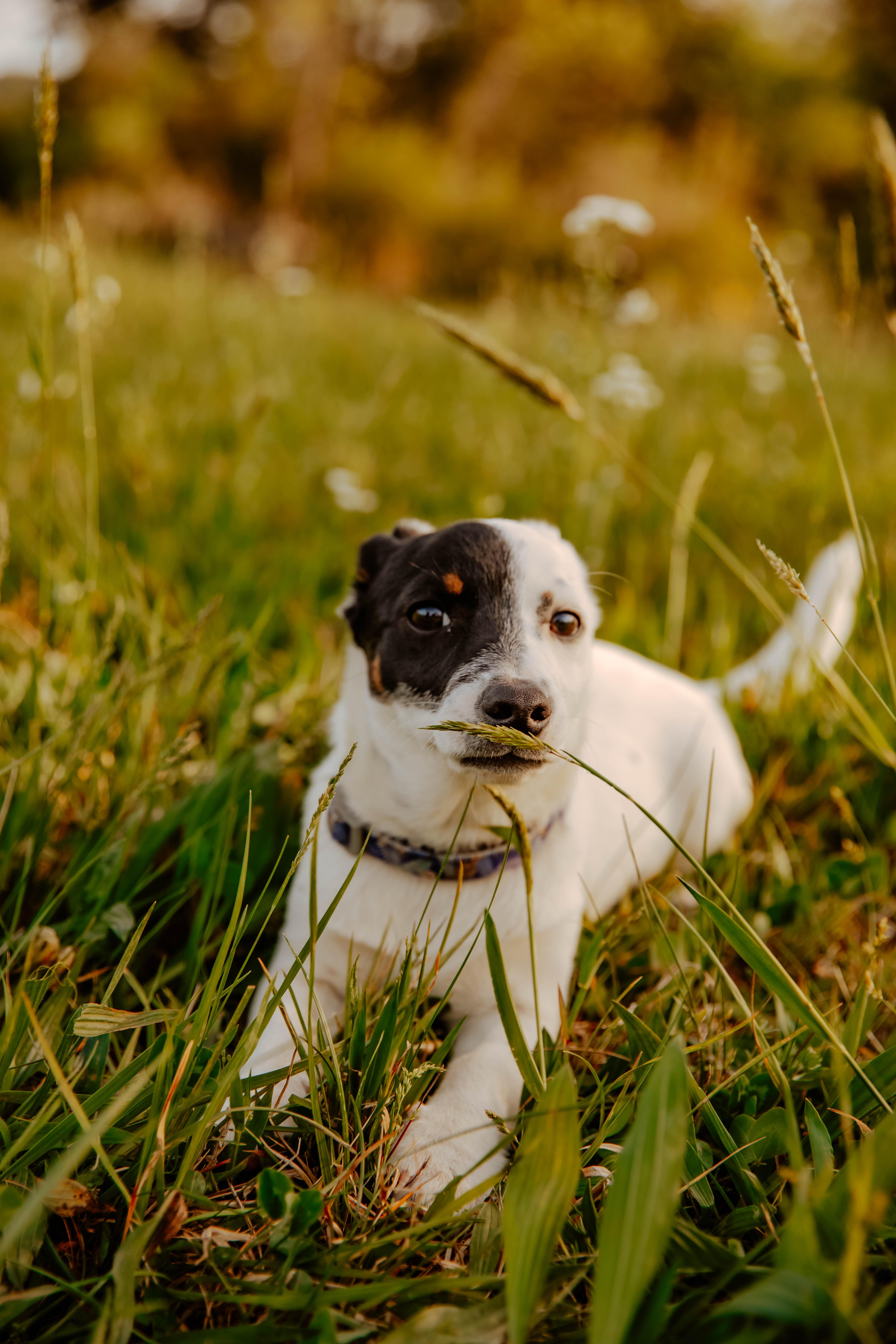 Enlarge Beans, a ADOPTABLE mixed breed in Dowelltown, TN image 2/3