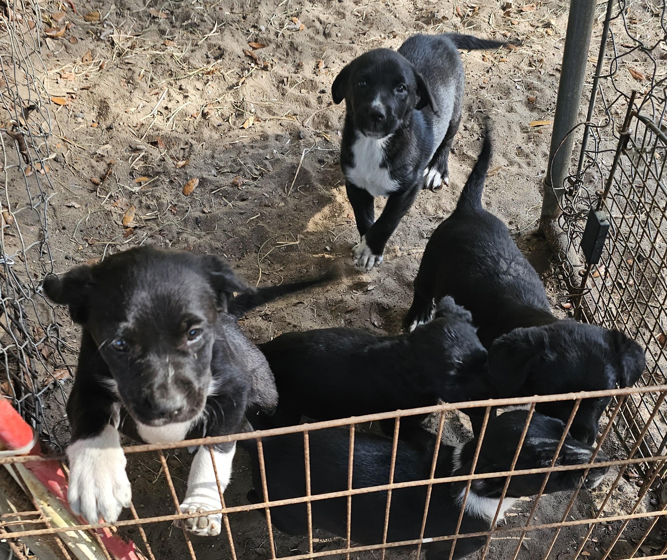 Water litter, Baby Female Black Labrador Retriever
