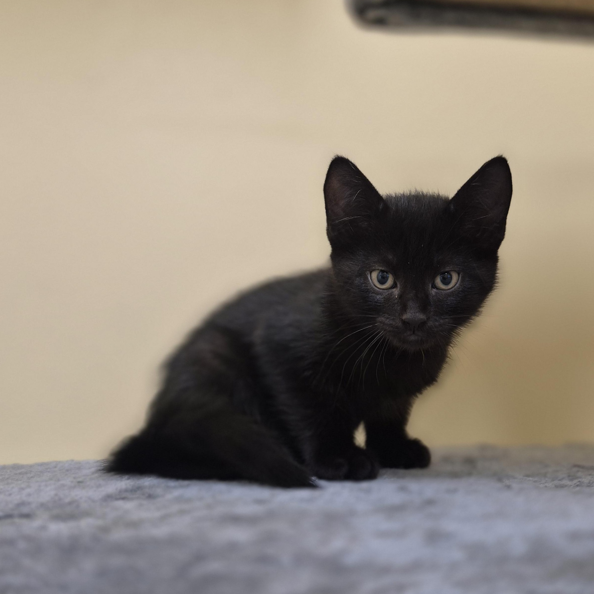 Wasabi, Young Male Domestic Short Hair