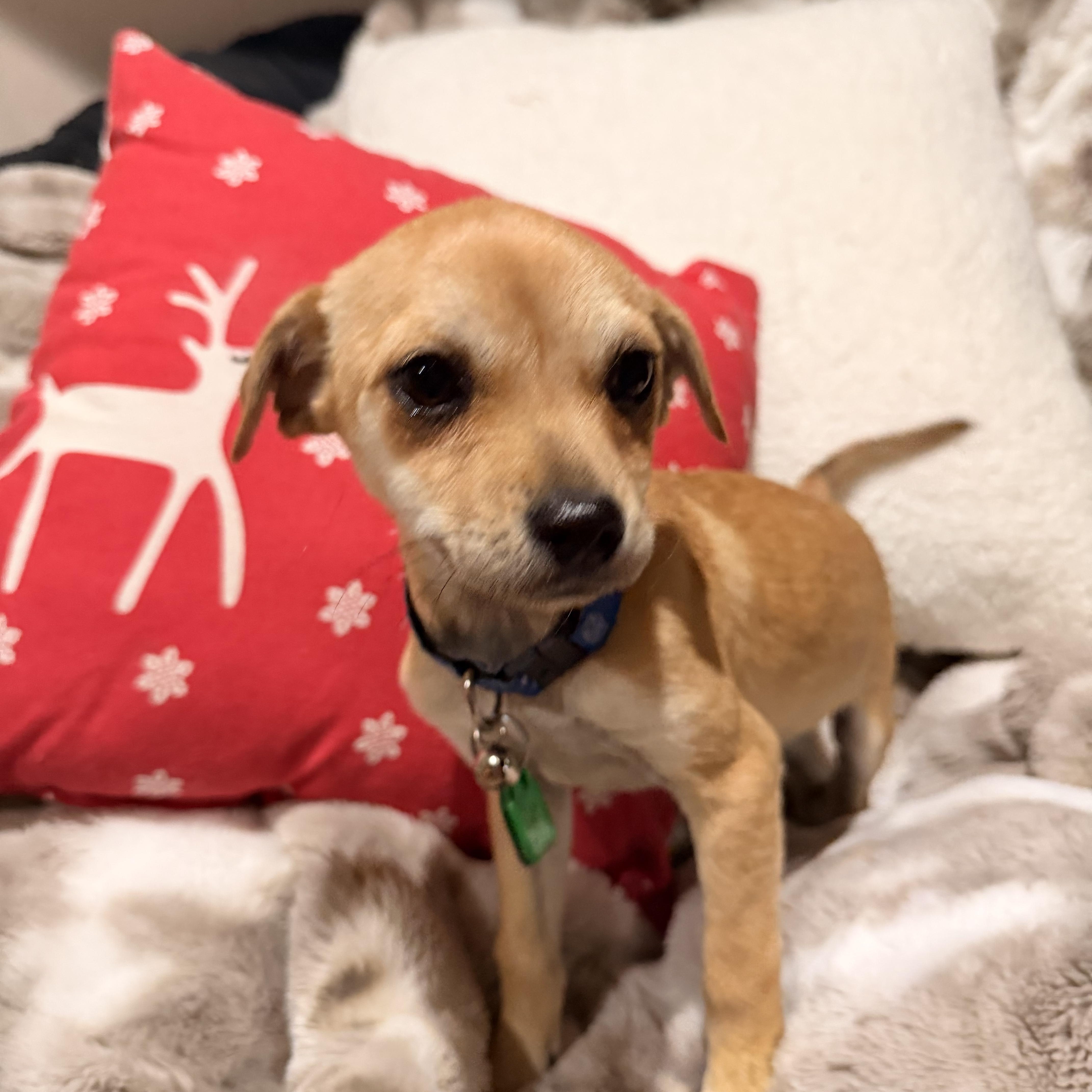 Berri, Adoptable, Puppy Female Miniature Dachshund & Miniature Schnauzer.