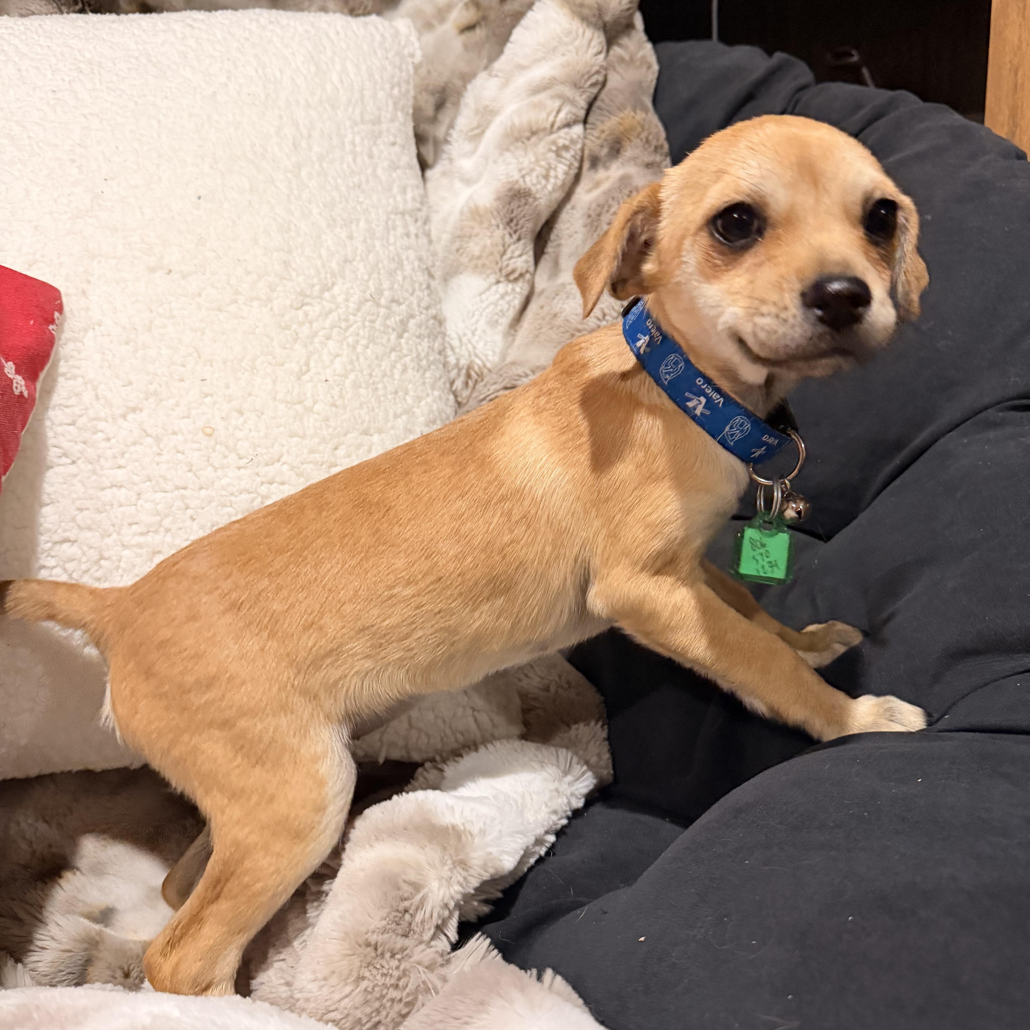 Enlarge Berri, a Adoptable mixed breed in North Freedom, WI image 2/3