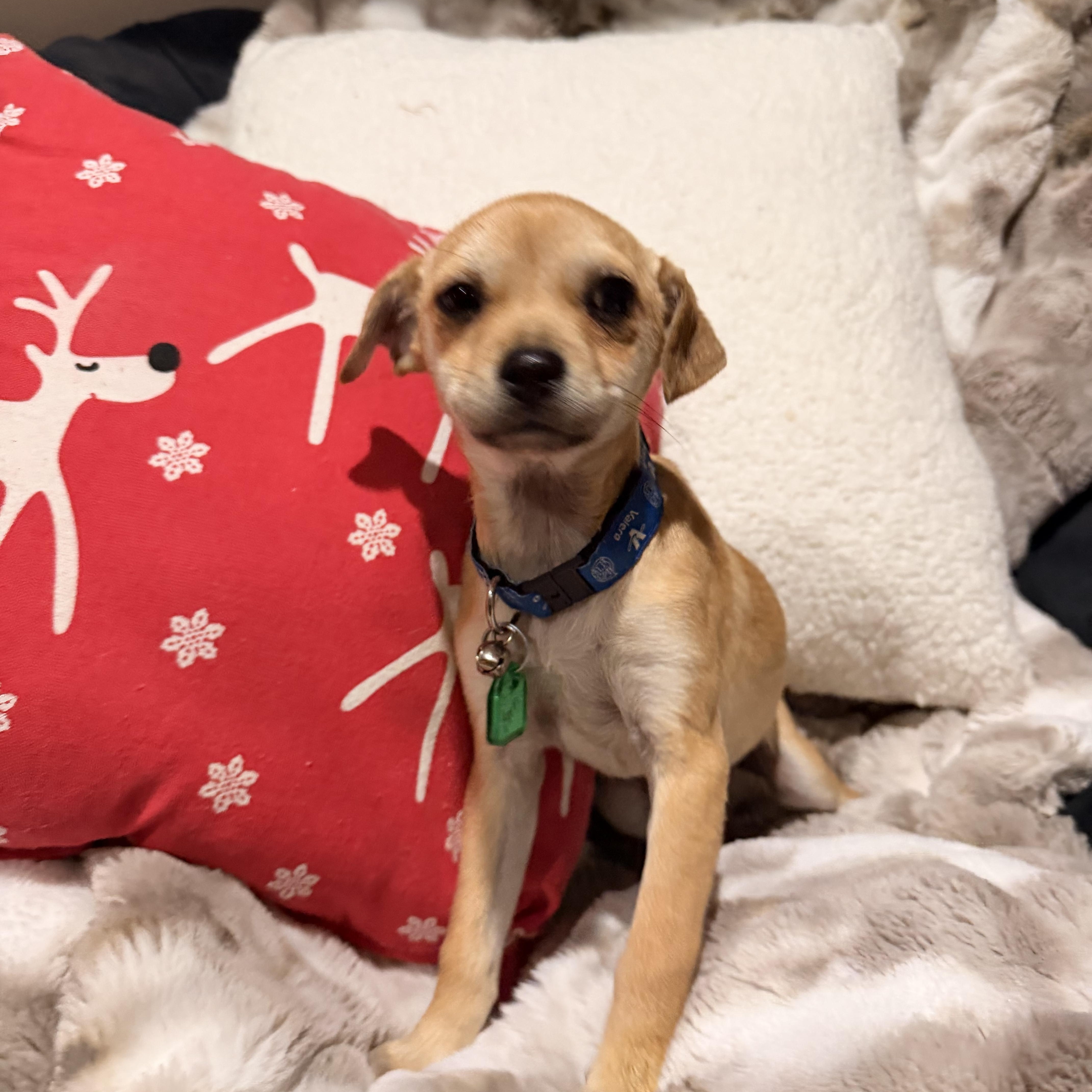 Enlarge Berri, a Adoptable mixed breed in North Freedom, WI image 3/3