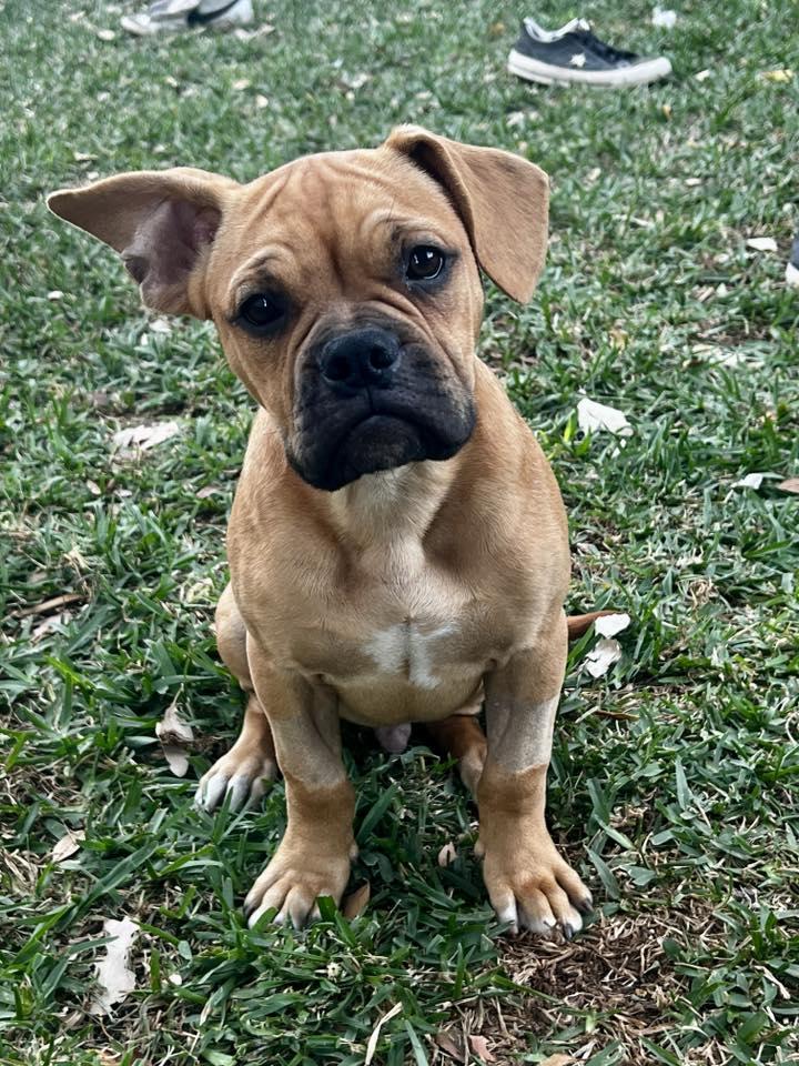 Brunz, Adoptable, Young Male Boxer & French Bulldog.