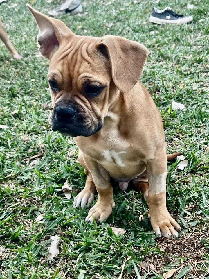 Enlarge Brunz, a Adoptable mixed breed in McMinnville, OR image 2/3