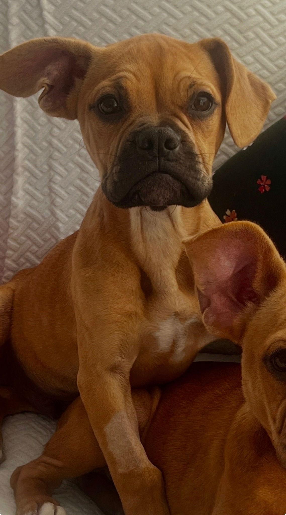 Enlarge Brunz, a Adoptable mixed breed in McMinnville, OR image 3/3