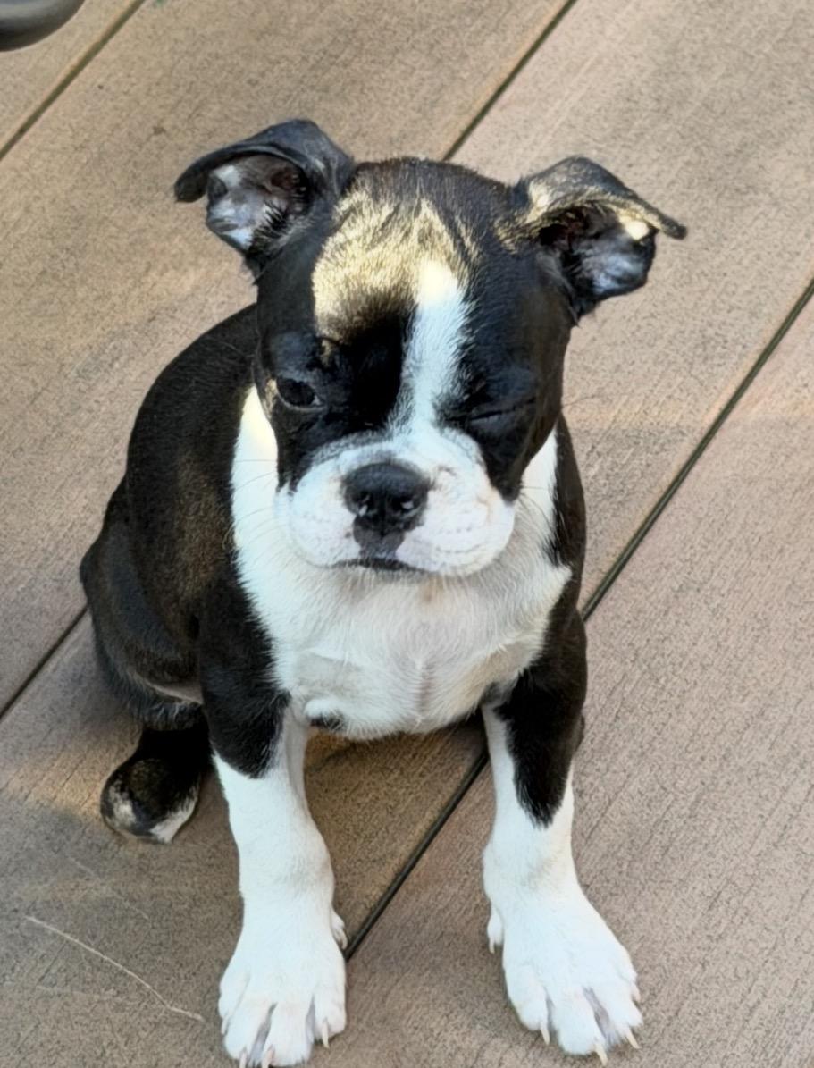 Enlarge Karen, a Adoptable Boston Terrier in Havertown, PA image 1/2