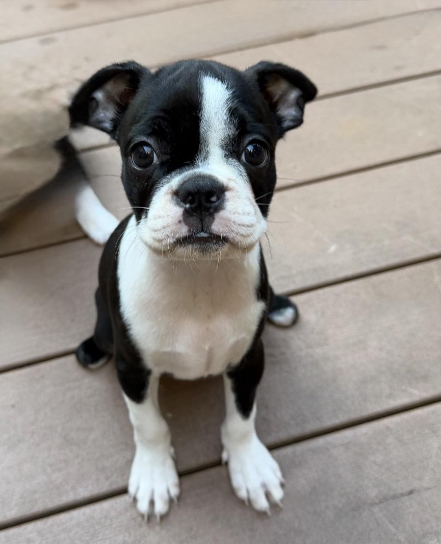 Enlarge Karen, a Adoptable Boston Terrier in Havertown, PA image 2/2