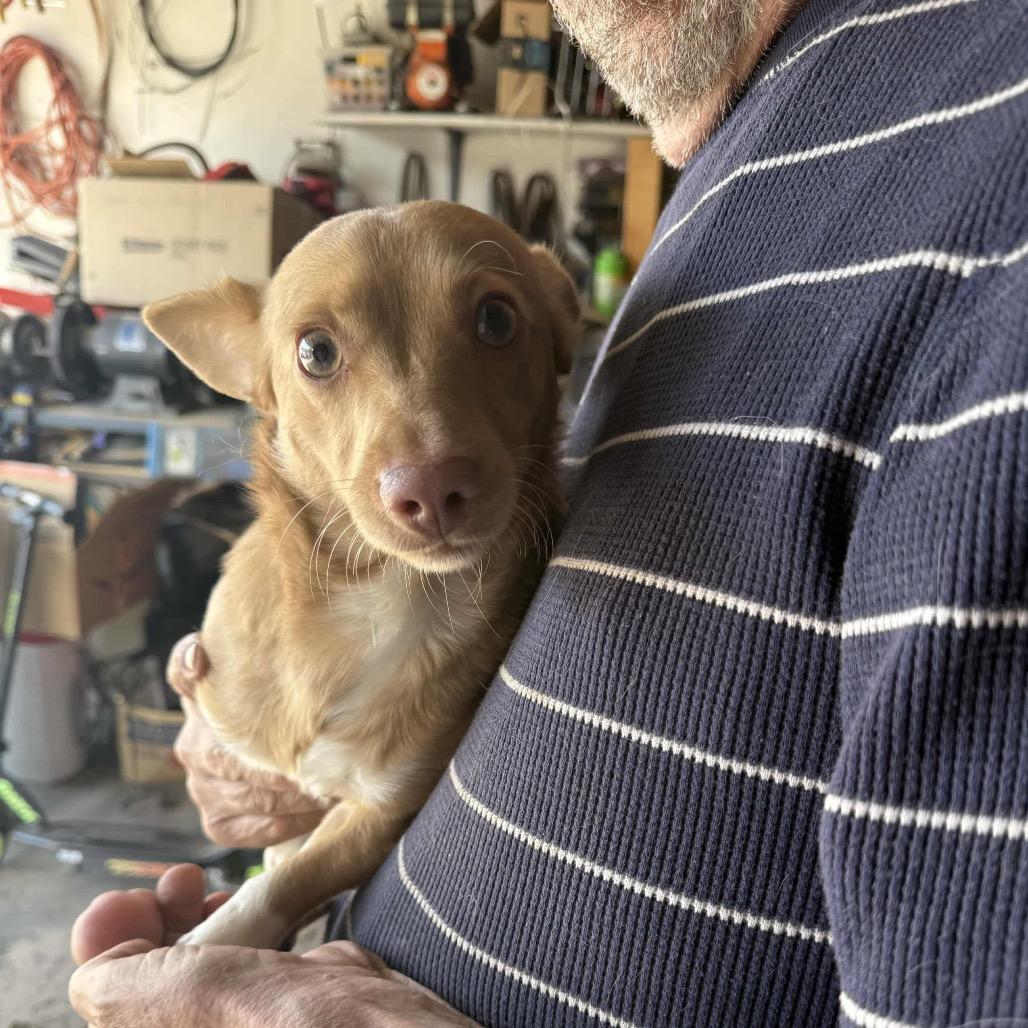 Little Man Bob OS NV, Adoptable, Adult Male Chihuahua.