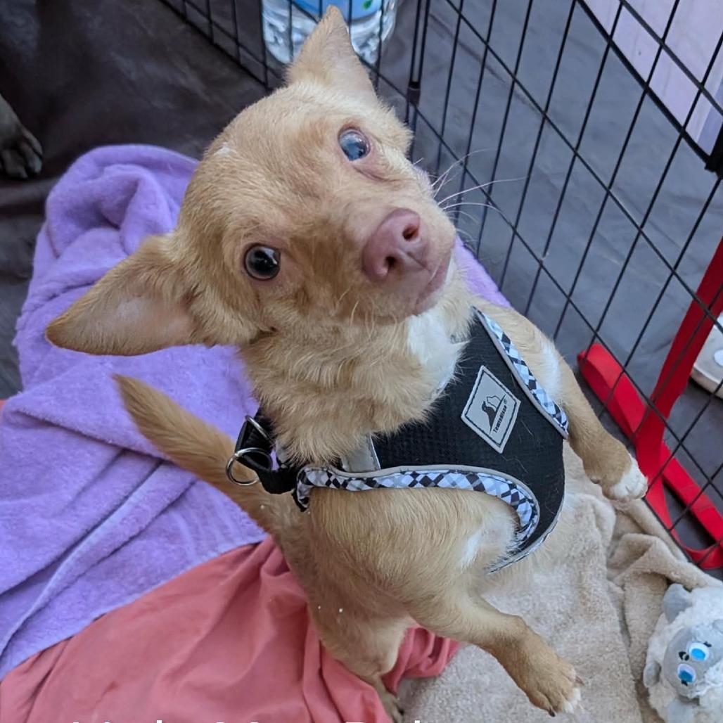 Enlarge Little Man Bob OS NV PDR, a Adoptable Chihuahua in Las Vegas, NV image 2/2