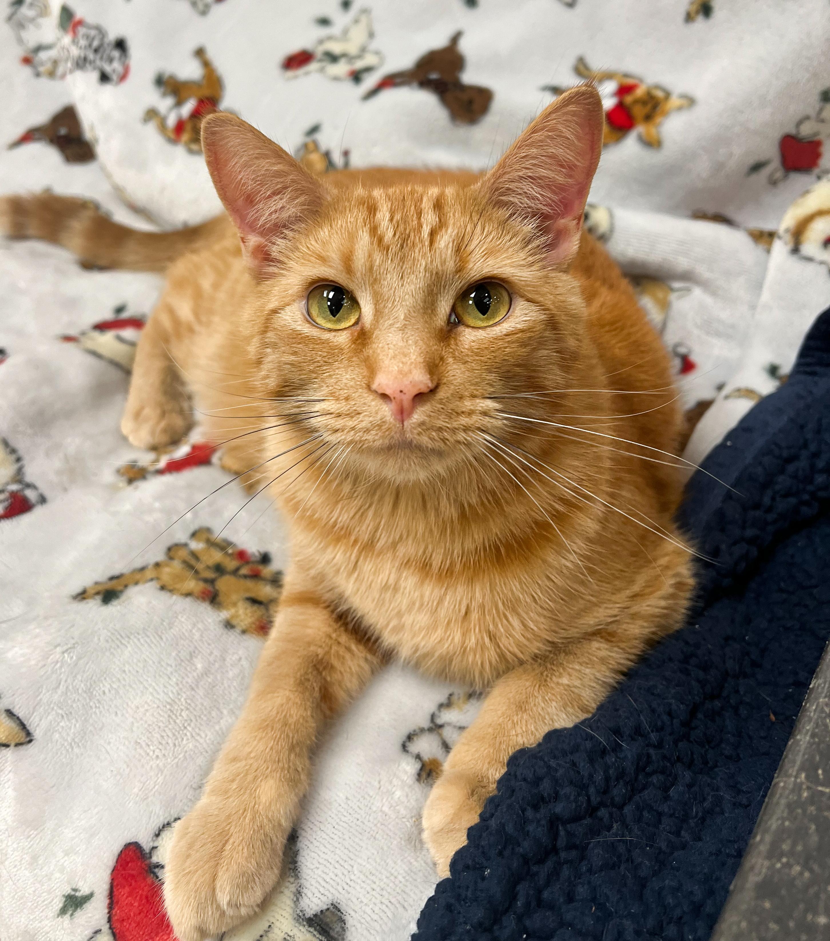 Chin Chin, Adoptable, Adult Male Domestic Short Hair.