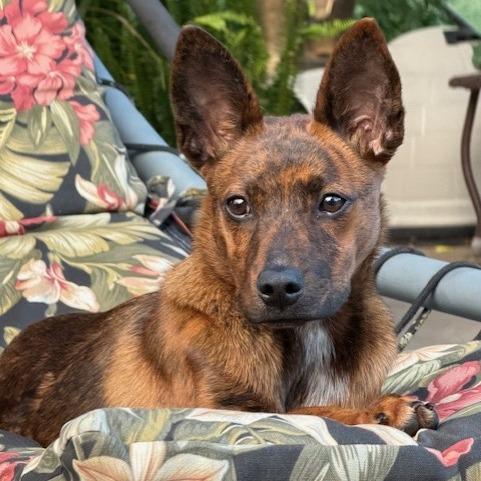 Trixie, Adoptable, Young Female Shepherd.