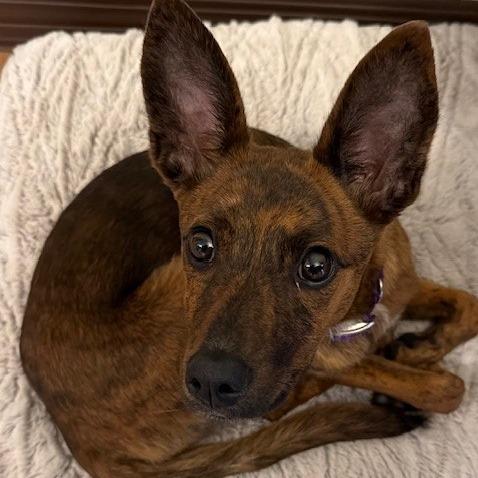 Enlarge Trixie, a Adoptable Shepherd in Duncan, OK image 2/3