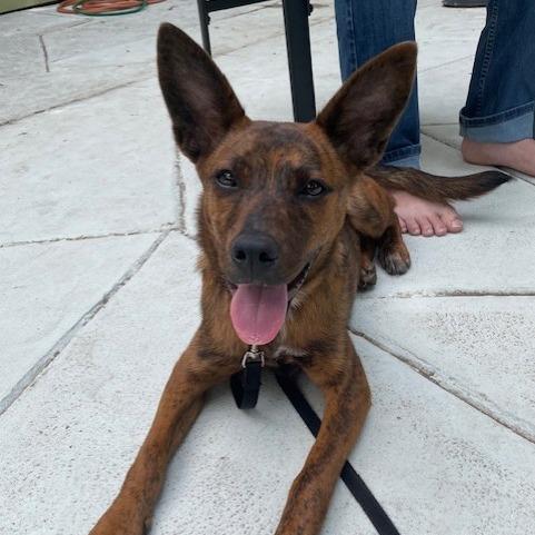 Enlarge Trixie, a Adoptable Shepherd in Duncan, OK image 3/3