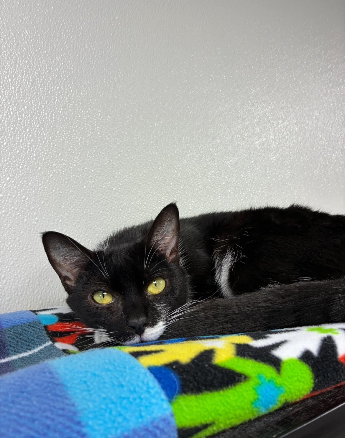 Enlarge Roscoe, a ADOPTABLE Domestic Short Hair in Hornell, NY image 2/2