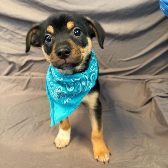 Enlarge Prismo, an adopted Mixed Breed in Canal Winchester, OH image 2/2