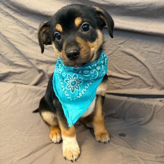 Prismo, adopted, Puppy Male Mixed Breed.