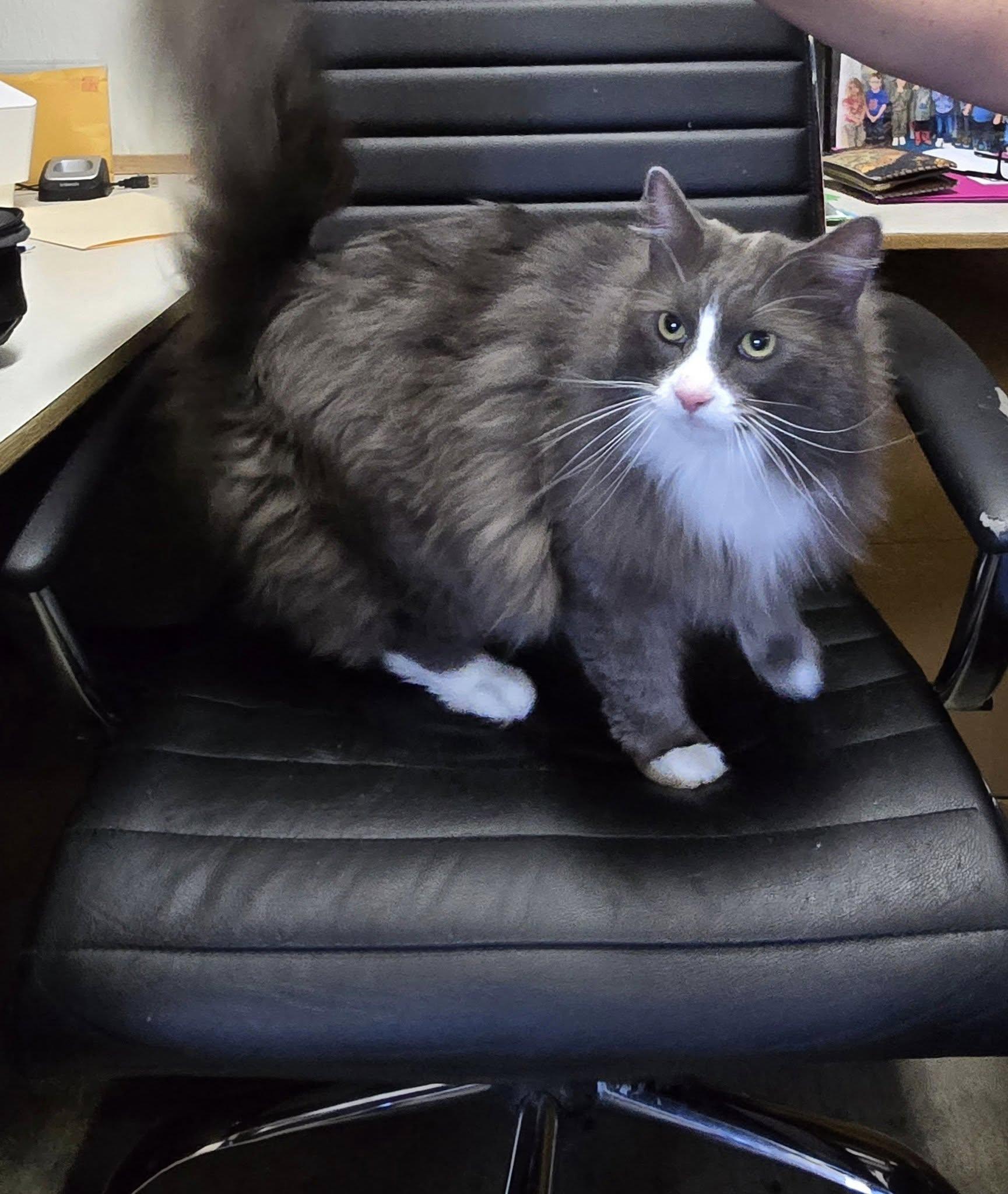 Boots, ADOPTABLE, Adult Male Domestic Long Hair.