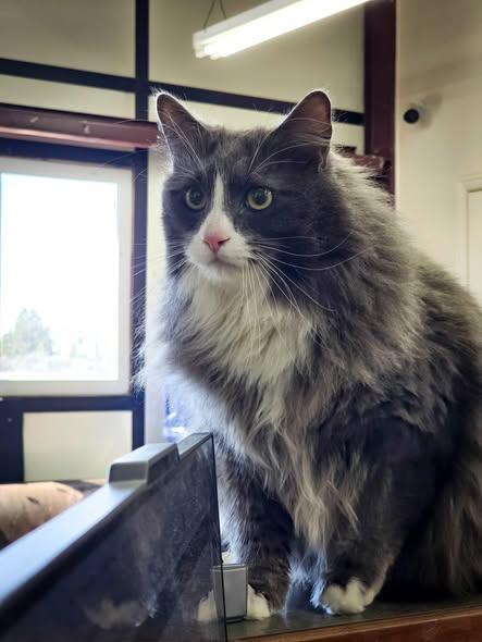 Enlarge Boots, a ADOPTABLE Domestic Long Hair in Prineville, OR image 2/2