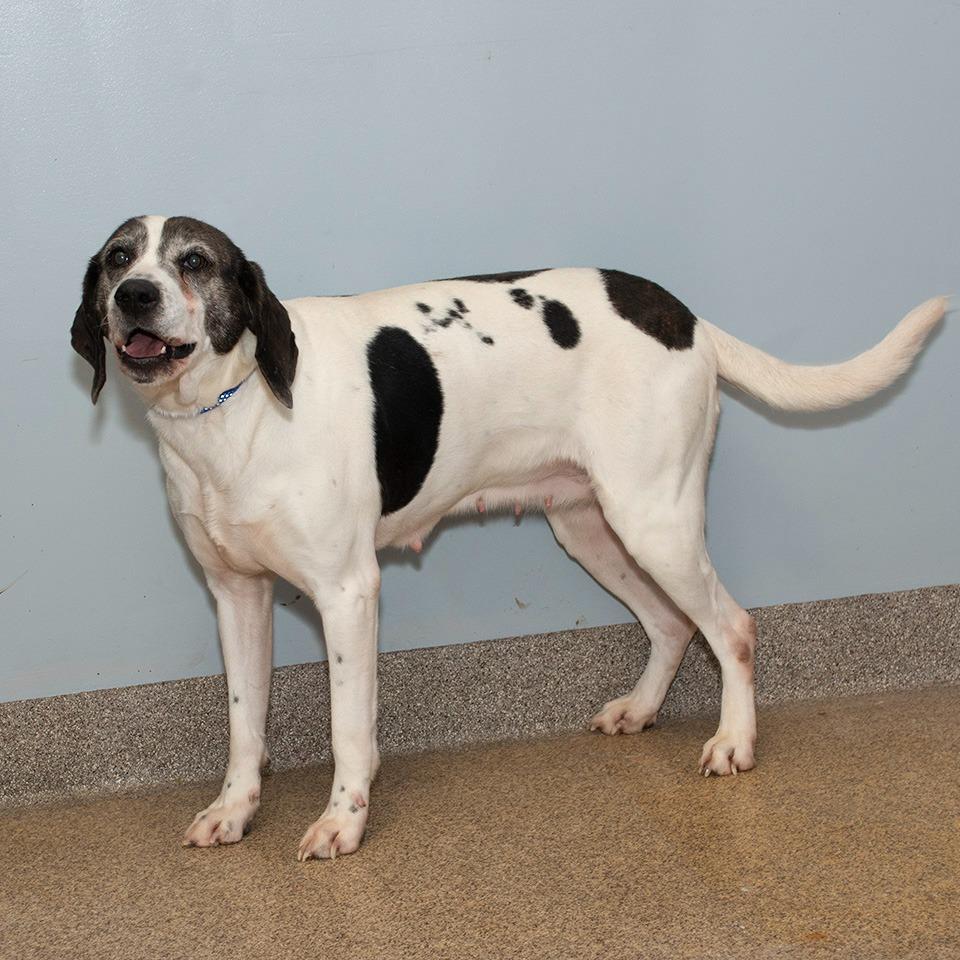 Enlarge Miley, a Adoptable Hound in Troy, OH image 1/3