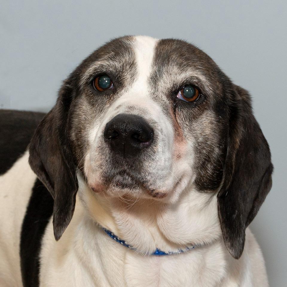 Enlarge Miley, a Adoptable Hound in Troy, OH image 2/3