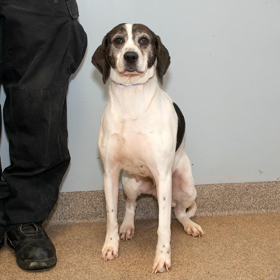 Enlarge Miley, a Adoptable Hound in Troy, OH image 2/3