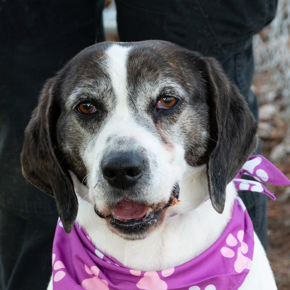 Enlarge Miley, a Adoptable Hound in Troy, OH image 1/3